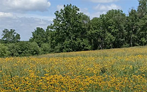 Hibernia County Park